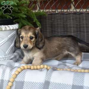 Cocoa, Dachshund Puppy